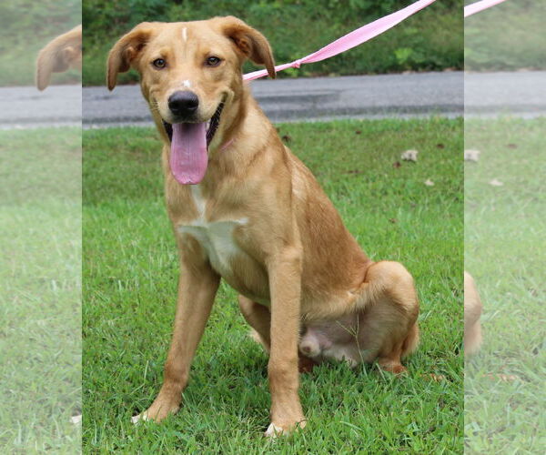 Medium Photo #1 Golden Retriever-Unknown Mix Puppy For Sale in Prattville, AL, USA