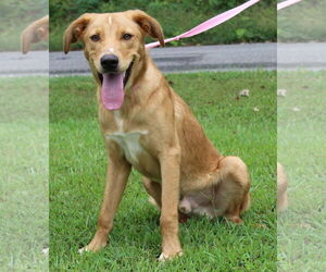 Medium Golden Retriever Mix