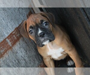 Boxer Puppy for sale in SHIPSHEWANA, IN, USA