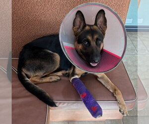 German Shepherd Dog Dogs for adoption in Tampa, FL, USA