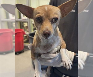 Chihuahua Dogs for adoption in Rancho Cucamonga, CA, USA