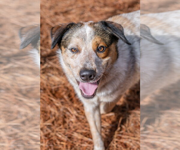 Medium Photo #4 Bluetick Coonhound-Unknown Mix Puppy For Sale in Hilton Head, SC, USA