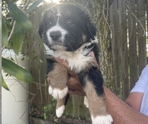 Australian Shepherd Puppy for sale in TAMPA, FL, USA