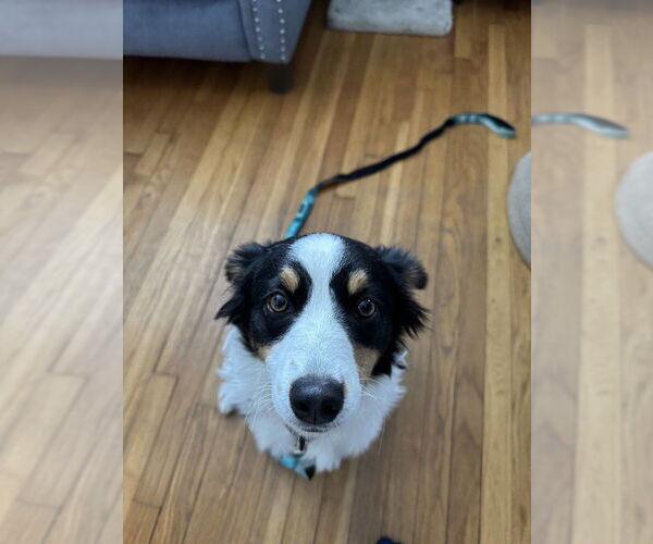 Medium Photo #2 Australian Shepherd-Unknown Mix Puppy For Sale in Boston, MA, USA