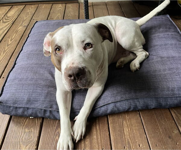 Medium Photo #4 American Staffordshire Terrier-Unknown Mix Puppy For Sale in Holly Springs, NC, USA