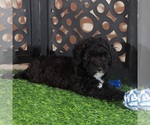 Image preview for Ad Listing. Nickname: Oreo