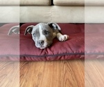 Small Photo #22 American Bully Puppy For Sale in LUBBOCK, TX, USA