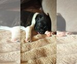 Small Photo #1 Faux Frenchbo Bulldog Puppy For Sale in HOPKINSVILLE/PRINCETON, KY, NH, USA