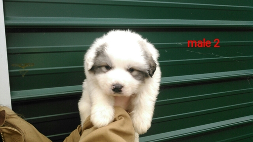 Medium Photo #1 Great Pyrenees Puppy For Sale in POWHATAN, VA, USA