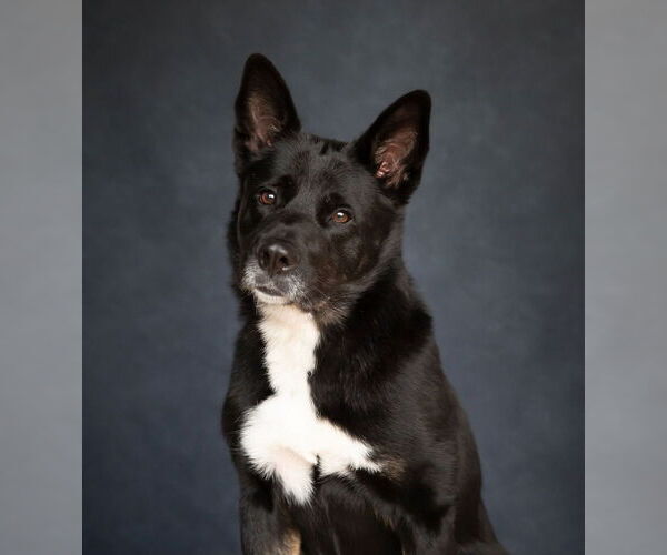 Medium Photo #58 Australian Kelpie-Unknown Mix Puppy For Sale in Caldwell, NJ, USA