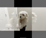 Small Photo #3 Maltese Puppy For Sale in HOUSTON, TX, USA