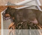 Small Photo #1 Rottweiler Puppy For Sale in UMATILLA, OR, USA