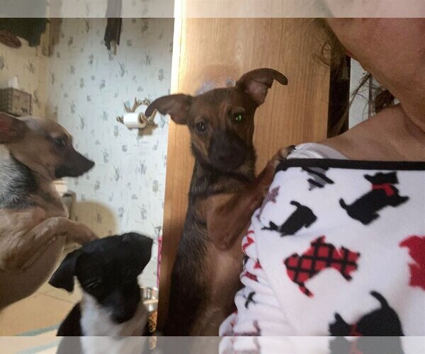 Medium Photo #12 Chihuahua Puppy For Sale in Lewistown, PA, USA