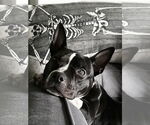 Small #7 American Staffordshire Terrier-Boston Terrier Mix