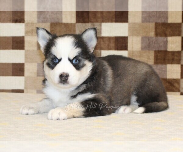 Medium Photo #2 Pomsky Puppy For Sale in DENVER, PA, USA