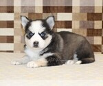 Small #1 Pomsky