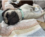 Small Photo #15 Pug-Unknown Mix Puppy For Sale in Corona, CA, USA
