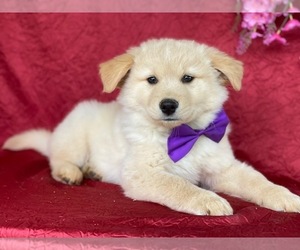 Golden Labrador Puppy for sale in LANCASTER, PA, USA