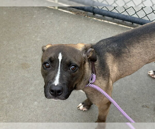 Medium Photo #1 Mutt Puppy For Sale in Tulsa, OK, USA