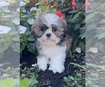 Small #1 Shih Tzu