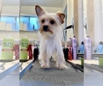 Small Photo #1 Yorkshire Terrier Puppy For Sale in HAYWARD, CA, USA