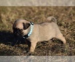 Small #1 Pug