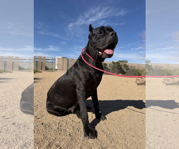 Medium Photo #1 Mutt Puppy For Sale in Goodyear, AZ, USA