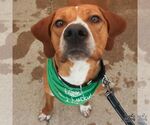 Small #8 Redbone Coonhound Mix