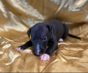 Italian Greyhound-Jack Russell Terrier Mix Puppy for sale in ASHBY, NE, USA