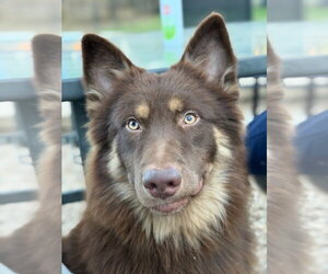 Kodak - Male Australian Shepherd-Unknown Mix Dog for Adoption - Photo #2