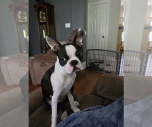 Boston Terrier Dogs for adoption in Gulfport, MI, USA