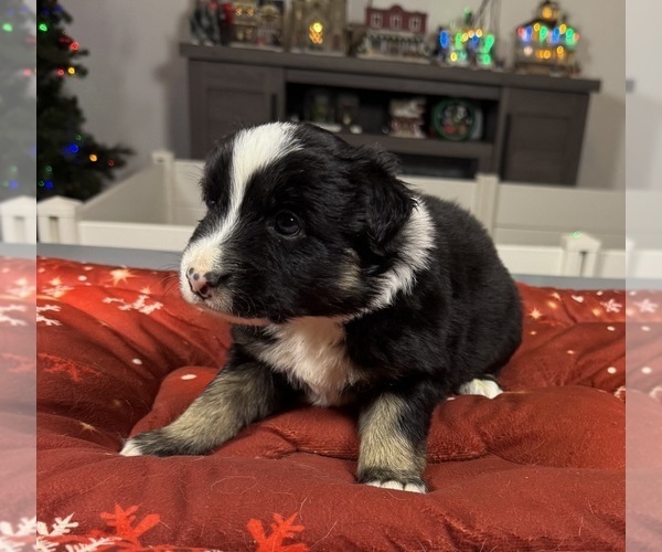 Medium Photo #37 Australian Shepherd Puppy For Sale in SALISBURY, NC, USA