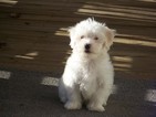 Small Photo #10 Coton de Tulear Puppy For Sale in HORSE BRANCH, KY, USA