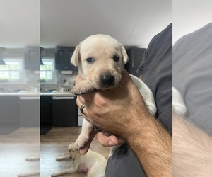 Labrador Retriever Puppy for sale in WILDWOOD, FL, USA