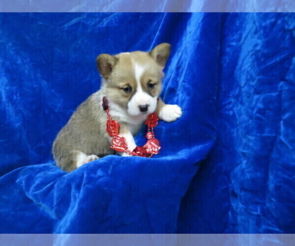 Medium Photo #4 Pembroke Welsh Corgi Puppy For Sale in NORWOOD, MO, USA