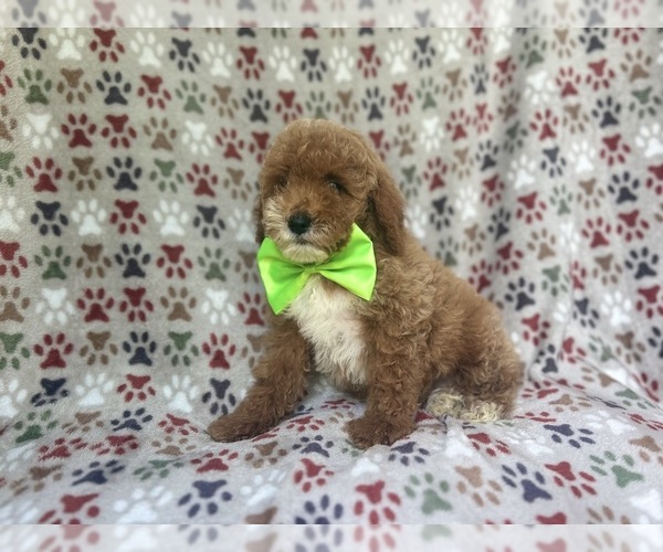 Medium Photo #5 Cock-A-Poo Puppy For Sale in LAKELAND, FL, USA