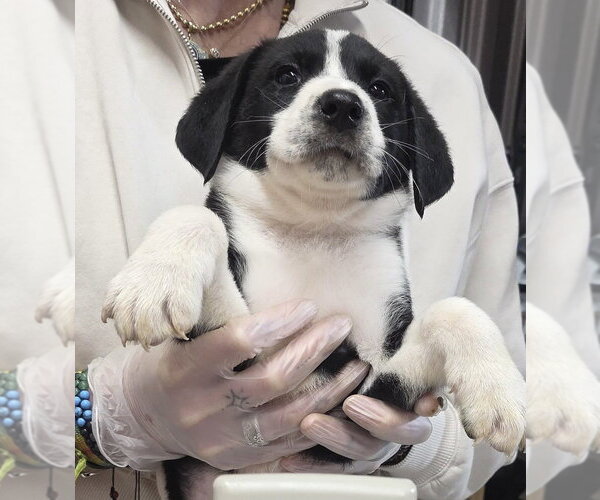 Medium Photo #2 Borador Puppy For Sale in Brooklyn, NY, USA