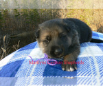 Small #1 German Shepherd Dog
