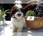 Puppy Granger Poodle (Miniature)