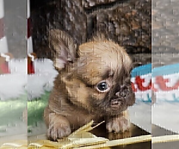 Medium Photo #14 French Bulldog Puppy For Sale in MIAMI, FL, USA