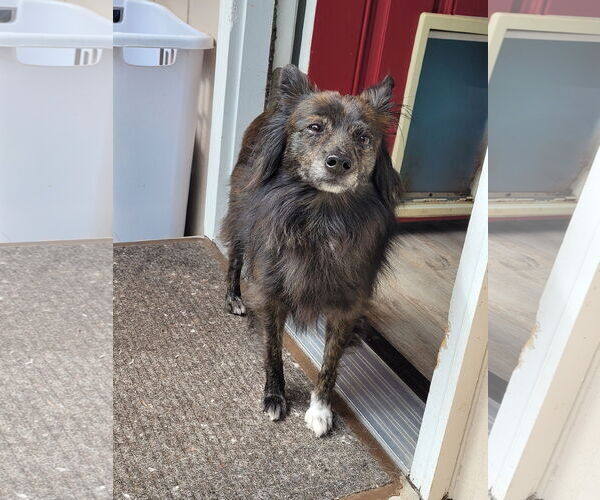 Medium Photo #2 Schip-a-Pom Puppy For Sale in Sequim, WA, USA