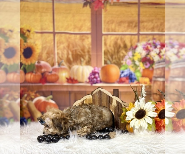 Medium Photo #11 Yo-Chon Puppy For Sale in RIPLEY, MS, USA
