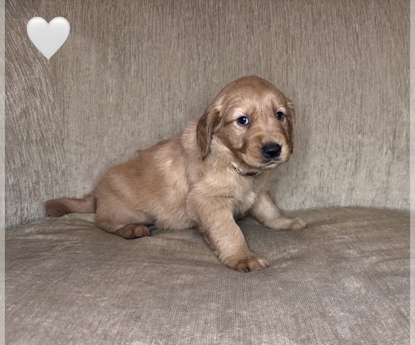 Medium Photo #2 Golden Retriever Puppy For Sale in CHIPPEWA FALLS, WI, USA