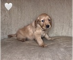 Small #1 Golden Retriever