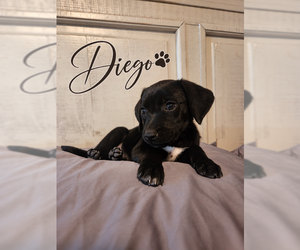 Diego - Male Mutt Dog for Adoption - Photo #3