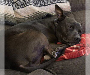 Mutt Dogs for adoption in Woodbury, NY, USA