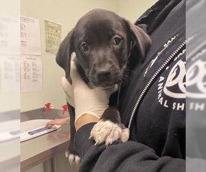 Mutt Dogs for adoption in Santa Cruz, CA, USA