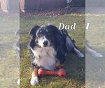 Small Photo #3 Australian Shepherd-Collie Mix Puppy For Sale in Aurora, IN, USA