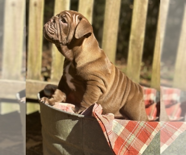 Medium Photo #7 Bulldog Puppy For Sale in FORT WHITE, FL, USA
