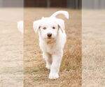 Small #4 Great Pyrenees Mix